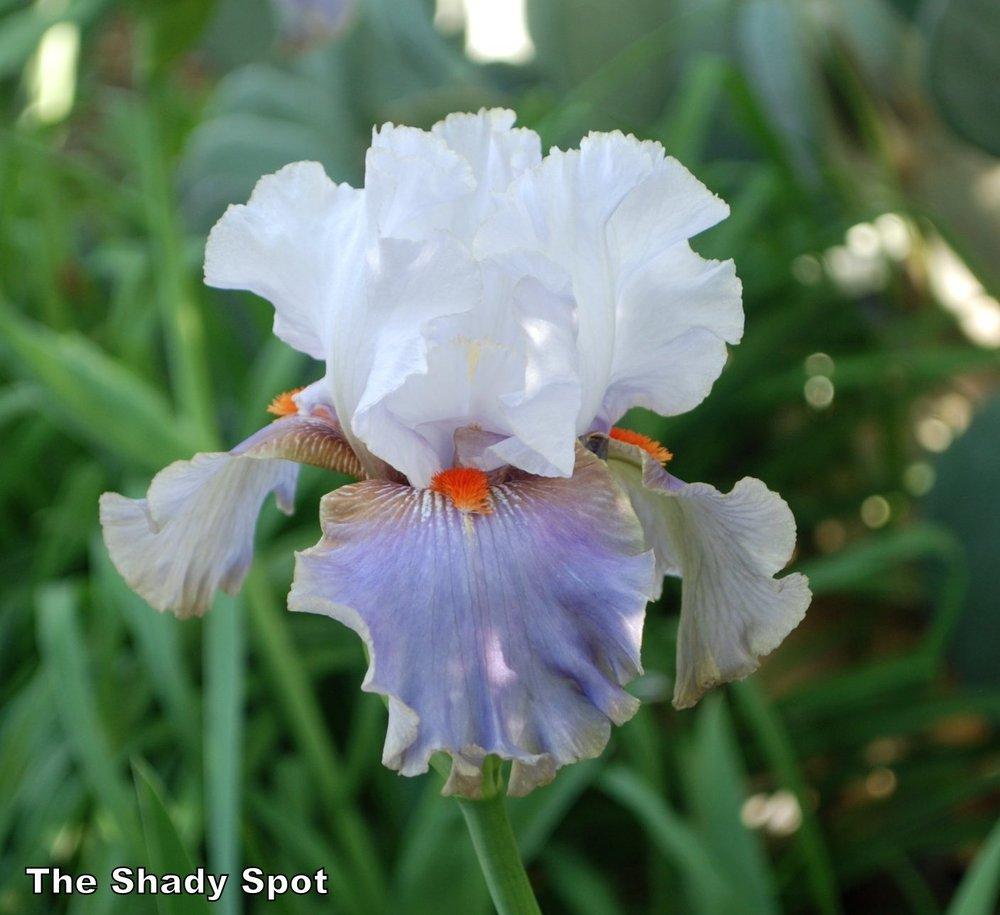 Photo of Tall Bearded Iris (Iris 'Flying Down to Rio') uploaded by lovemyhouse