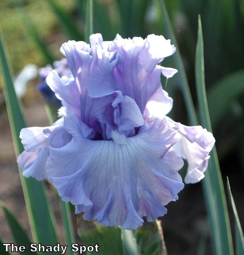 Photo of Tall Bearded Iris (Iris 'Uptown Lady') uploaded by lovemyhouse