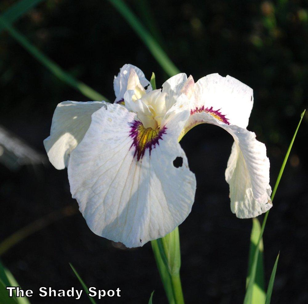 Photo of Species X Iris (Iris 'Okagami') uploaded by lovemyhouse