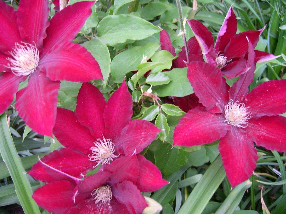 Photo of Clematis Rebecca™ uploaded by Caruso