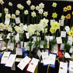 Location: St Louis
Date: 2016-04-09
International Daffodil Show