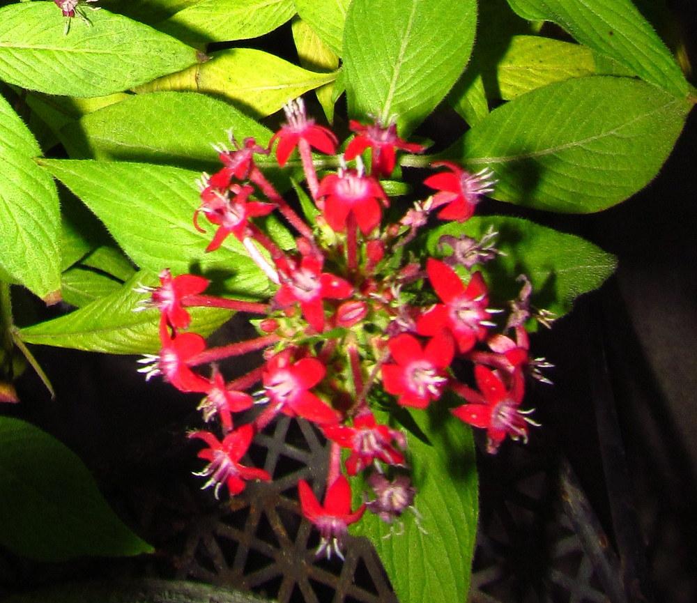 Photo of Star Flower (Pentas lanceolata) uploaded by Deby