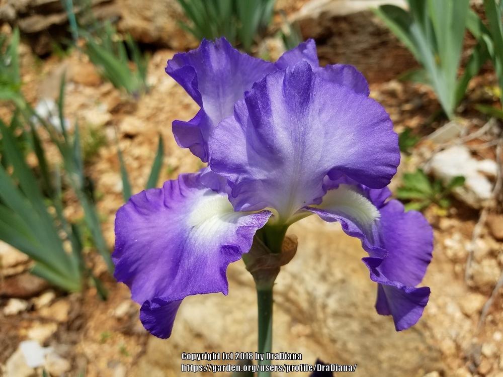 Photo of Tall Bearded Iris (Iris 'City Lights') uploaded by DraDiana