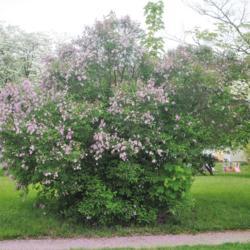 Location: Downingtown, Pennsylvania
Date: 2018-05-12
full-grown shrub in bloom