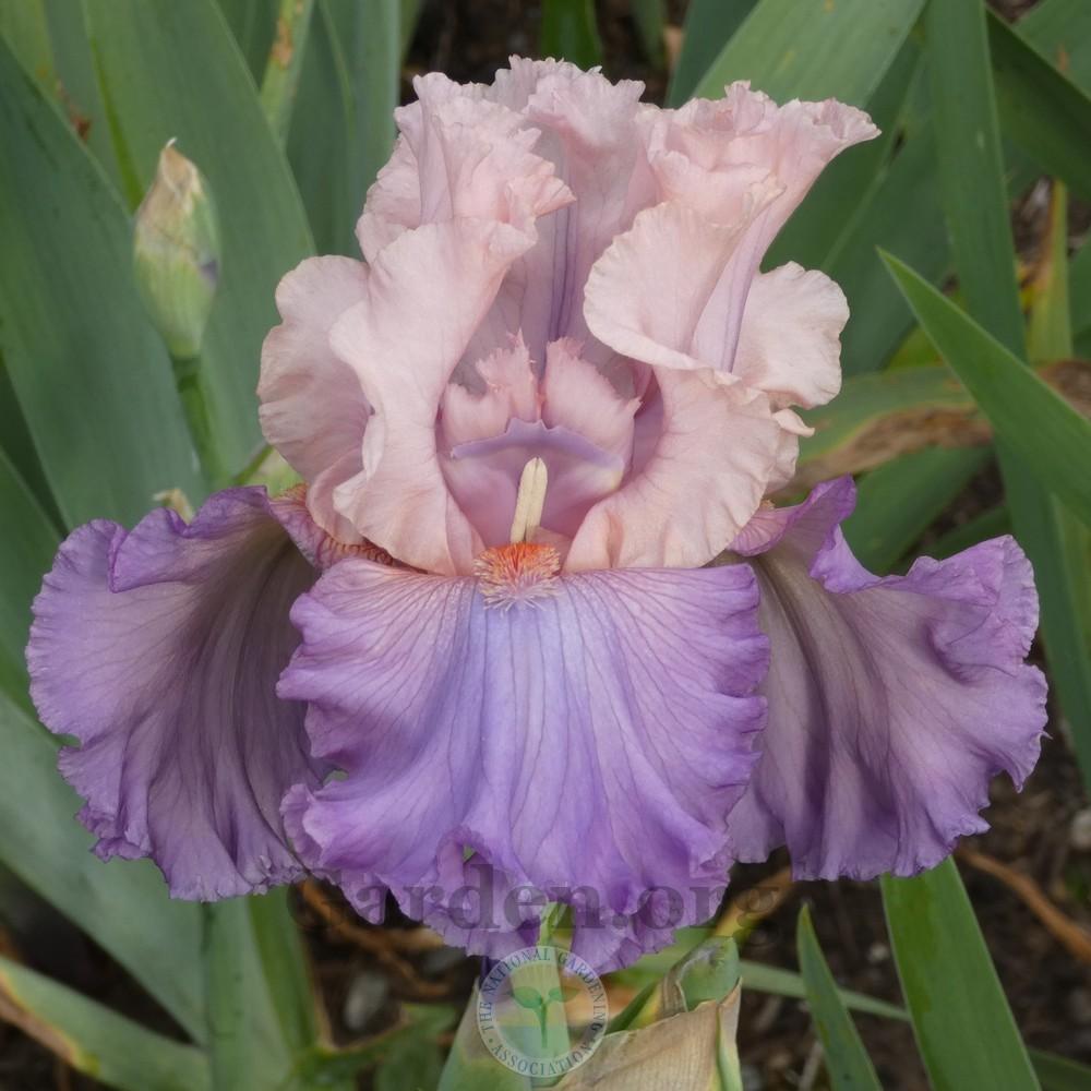 Photo of Tall Bearded Iris (Iris 'Arrivederci') uploaded by Patty