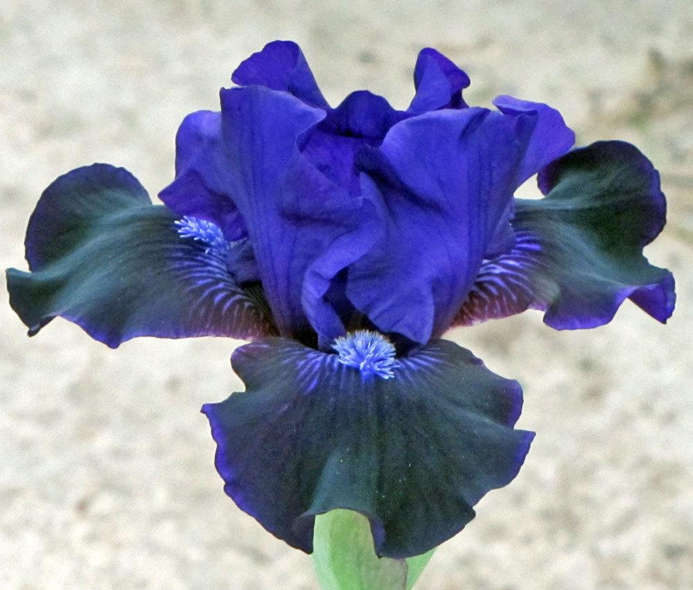 Photo of Intermediate Bearded Iris (Iris 'Star in the Night') uploaded by TBGDN
