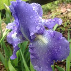 Location: My garden, Pequea, Pennsylvania USA
Date: 2018-05-19
Rain, rain, rain!