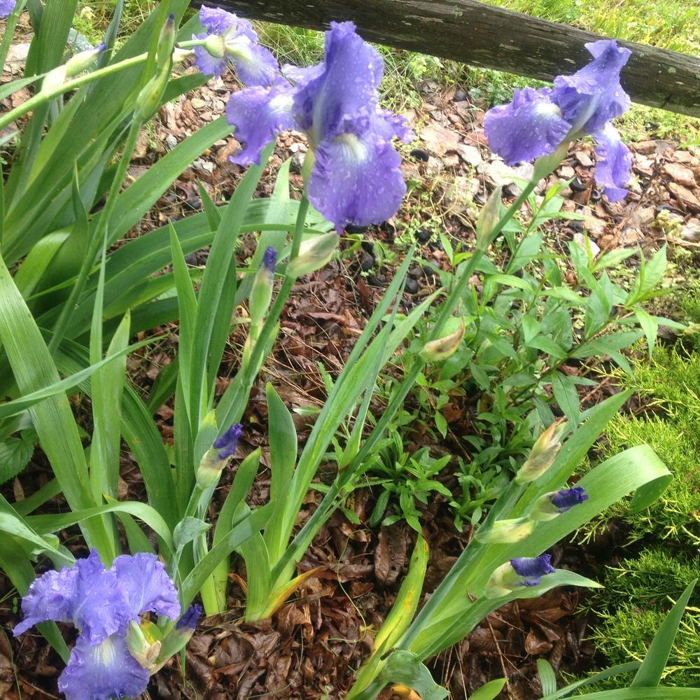 Photo of Tall Bearded Iris (Iris 'Victoria Falls') uploaded by csandt