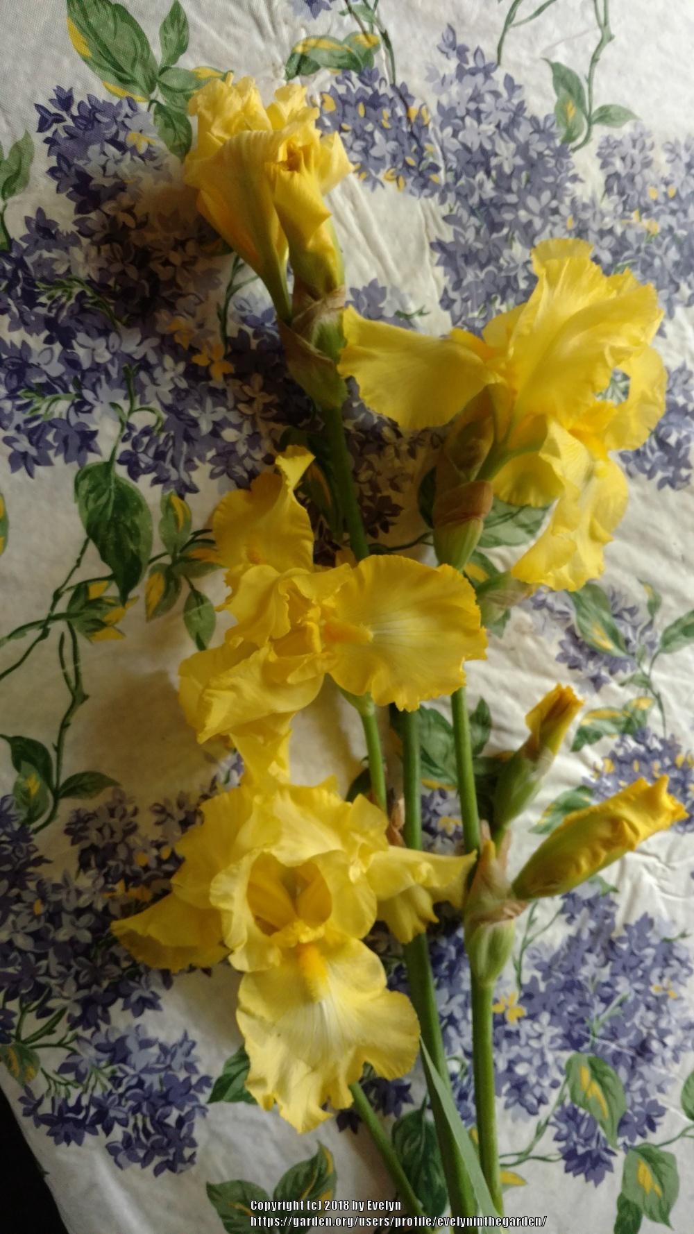 Photo of Tall Bearded Iris (Iris 'Harvest of Memories') uploaded by evelyninthegarden