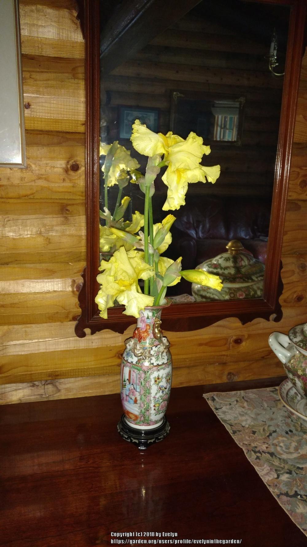 Photo of Tall Bearded Iris (Iris 'Harvest of Memories') uploaded by evelyninthegarden
