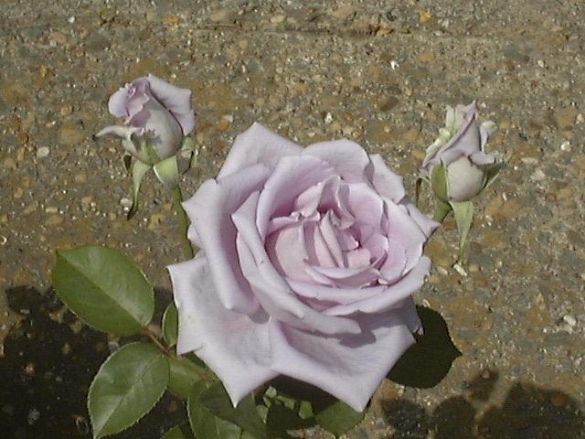 Photo of Rose (Rosa 'Koelner Karneval') uploaded by hndmarshall