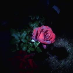 Location: Texas, USA
Date: 2018
photo taken at night of the rose "Black Magic"