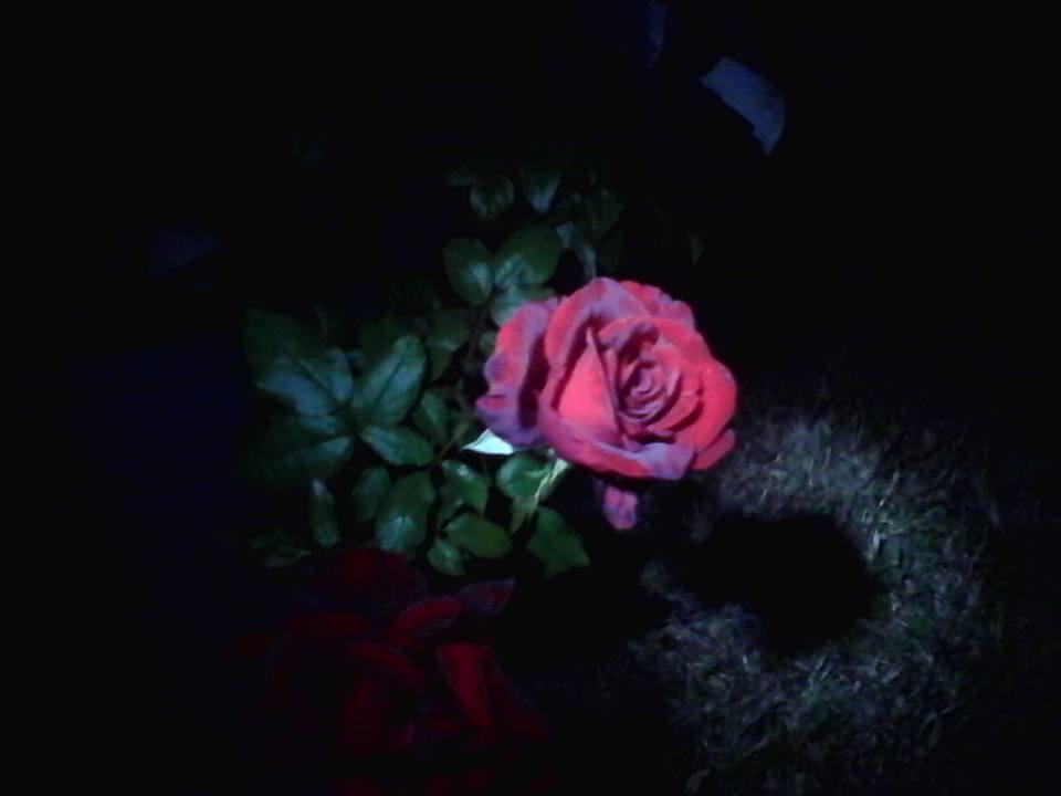 Photo of Rose (Rosa 'Black Magic') uploaded by hndmarshall