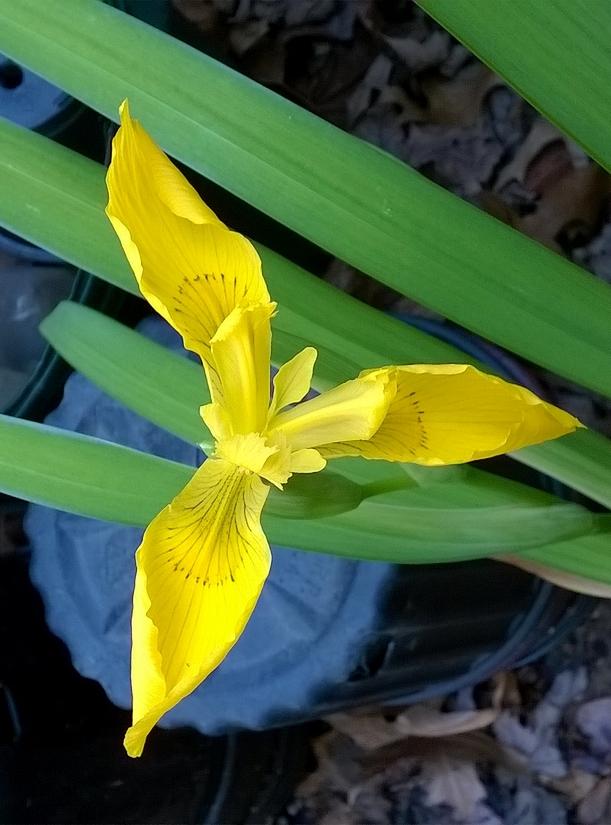 Photo of Yellow Flag (Iris pseudacorus) uploaded by krobra