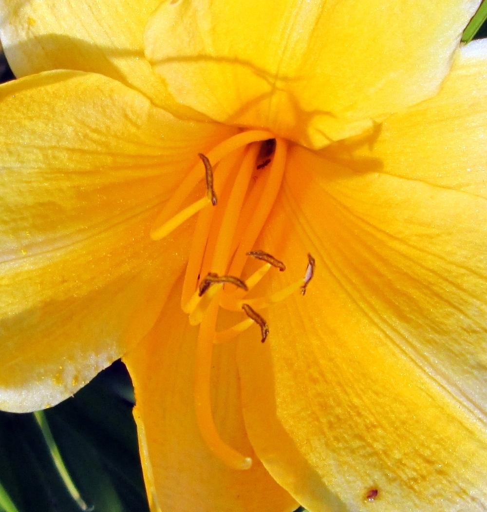 Photo of Daylily (Hemerocallis 'Stella de Oro') uploaded by lauribob
