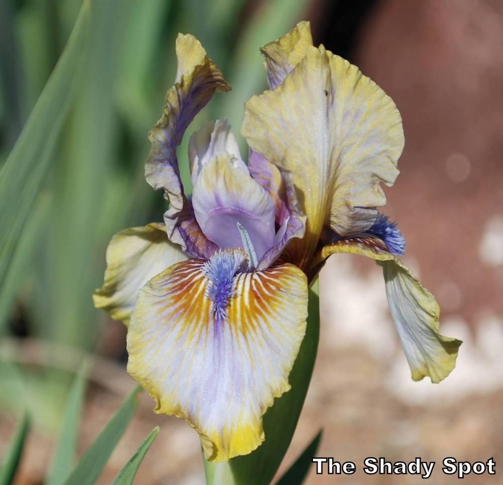 Photo of Arilbred Iris (Iris 'Childsong') uploaded by lovemyhouse