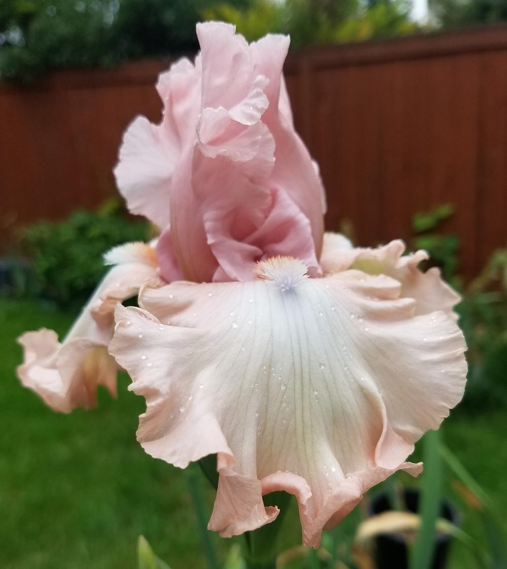Photo of Tall Bearded Iris (Iris 'For Lovers Only') uploaded by mesospunky