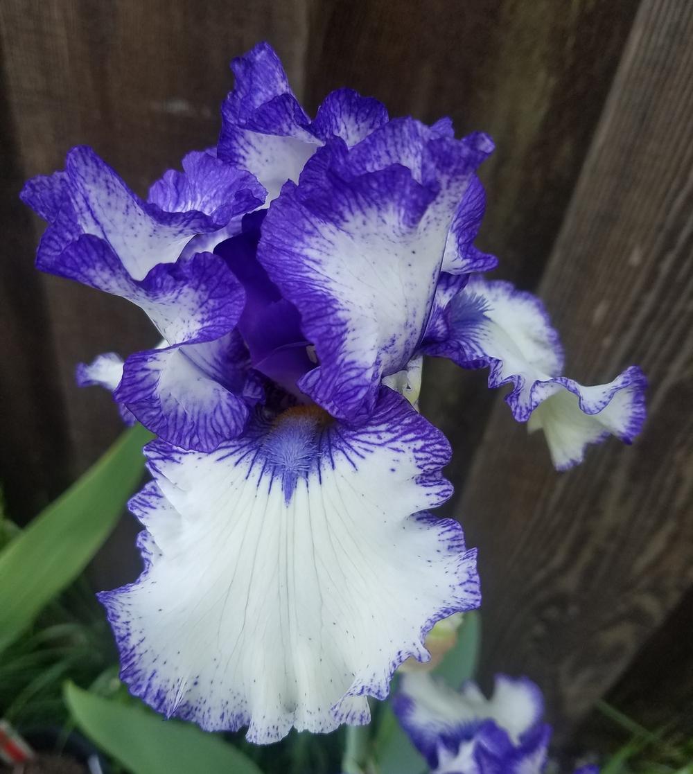 Photo of Border Bearded Iris (Iris 'Orinoco Flow') uploaded by mesospunky