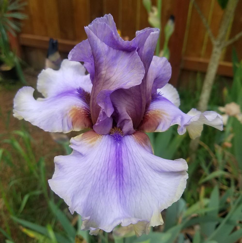 Photo of Tall Bearded Iris (Iris 'American Maid') uploaded by mesospunky