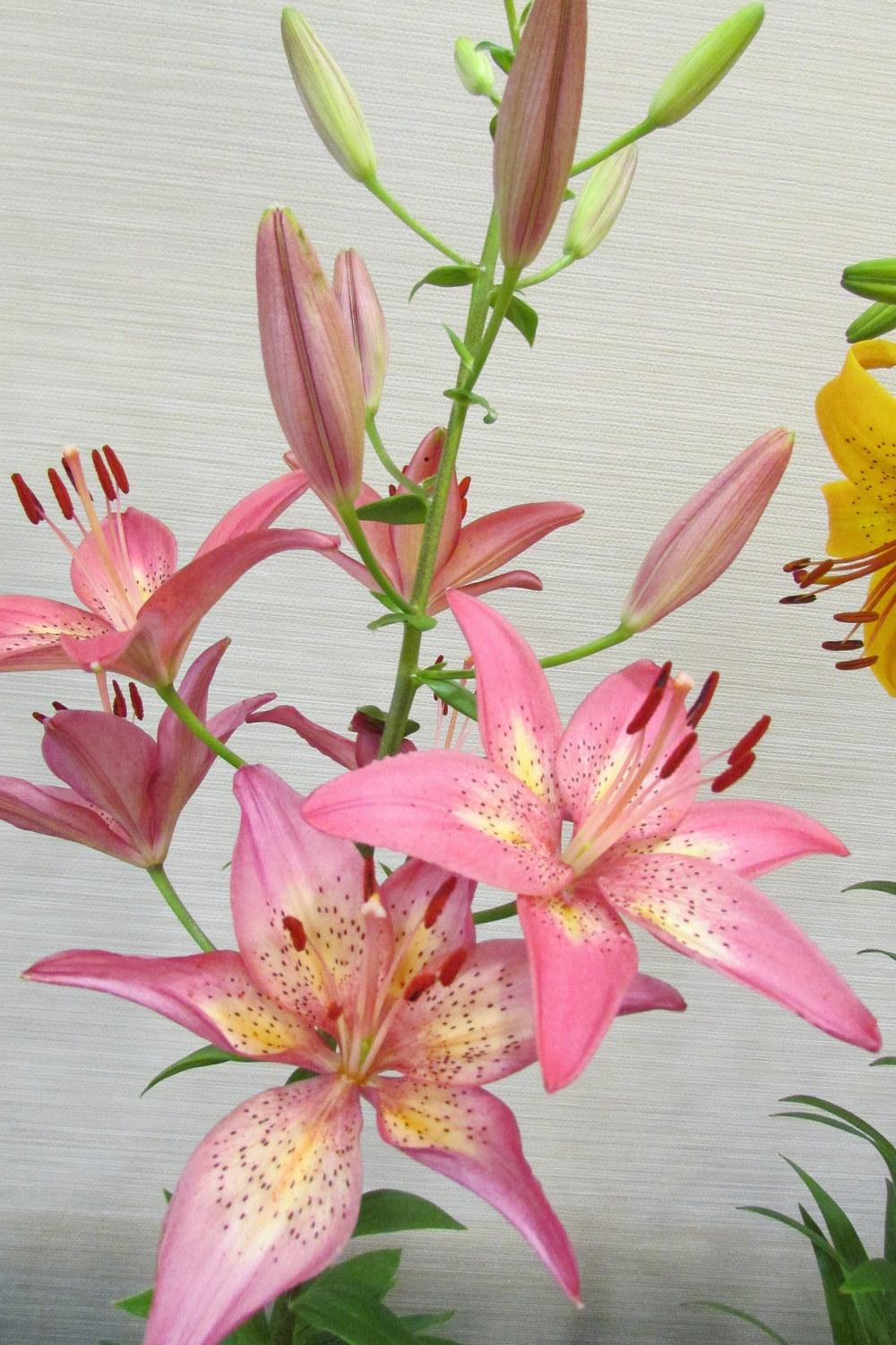 Photo of Lily (Lilium 'Trogon') uploaded by Deby