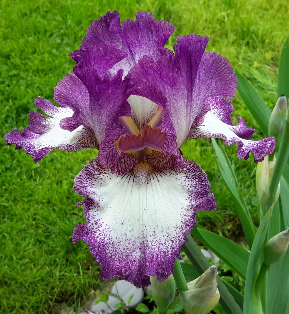 Photo of Tall Bearded Iris (Iris 'Mariposa Autumn') uploaded by Hajue
