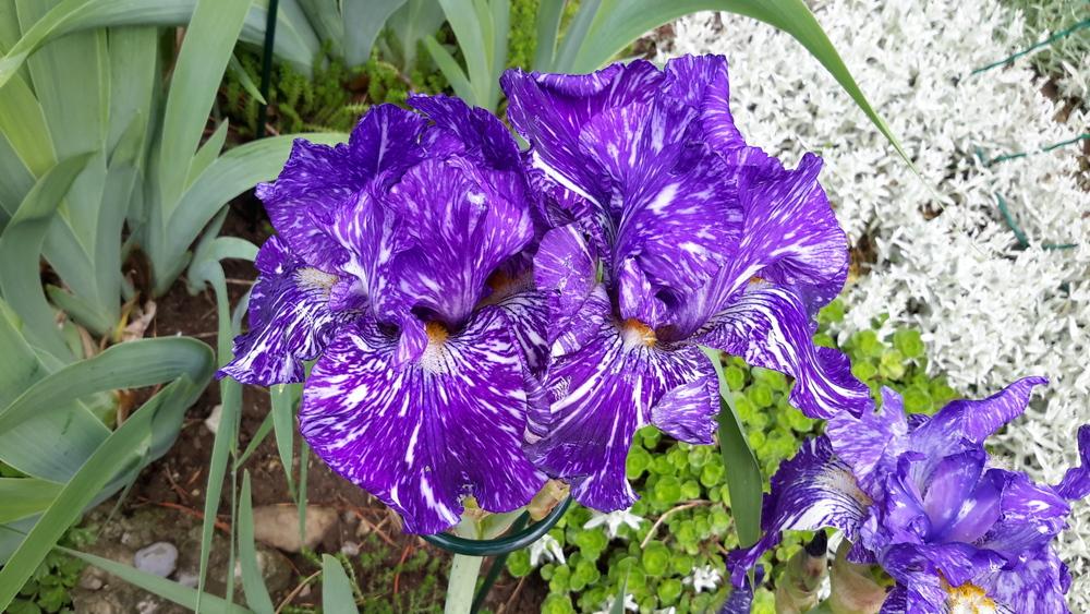 Photo of Border Bearded Iris (Iris 'Batik') uploaded by Hajue