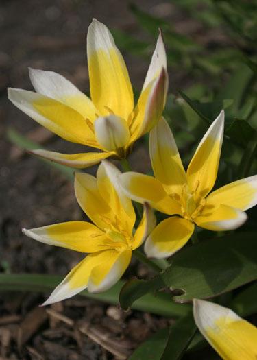 Photo of Tarda Tulip (Tulipa urumiensis) uploaded by Lyshack
