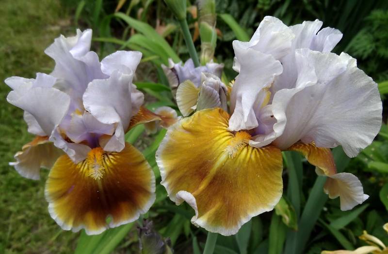 Photo of Intermediate Bearded Iris (Iris 'Man's Best Friend') uploaded by Orsola