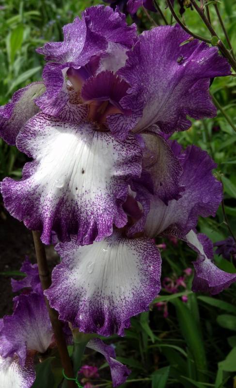 Photo of Tall Bearded Iris (Iris 'Mariposa Autumn') uploaded by Orsola
