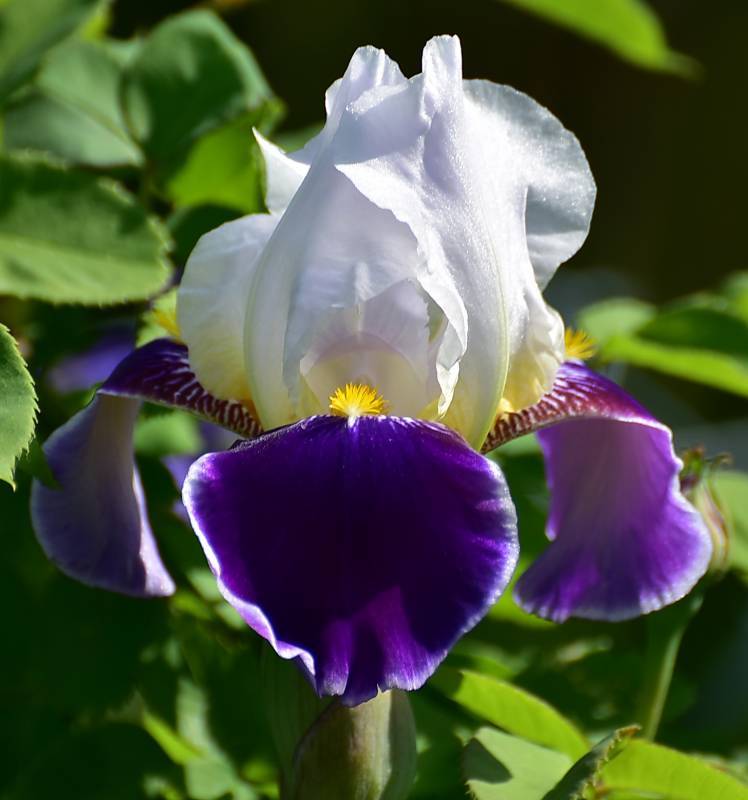 Photo of Tall Bearded Iris (Iris 'Wabash') uploaded by Orsola