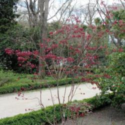 Location: Real Jardín Botanico de Madrid
Date: 2018-04-08