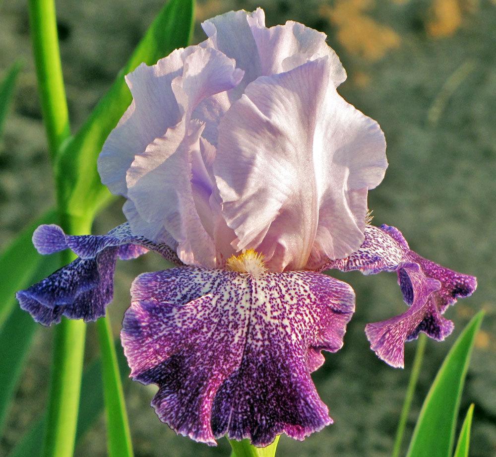 Photo of Tall Bearded Iris (Iris 'Splashacata') uploaded by TBGDN