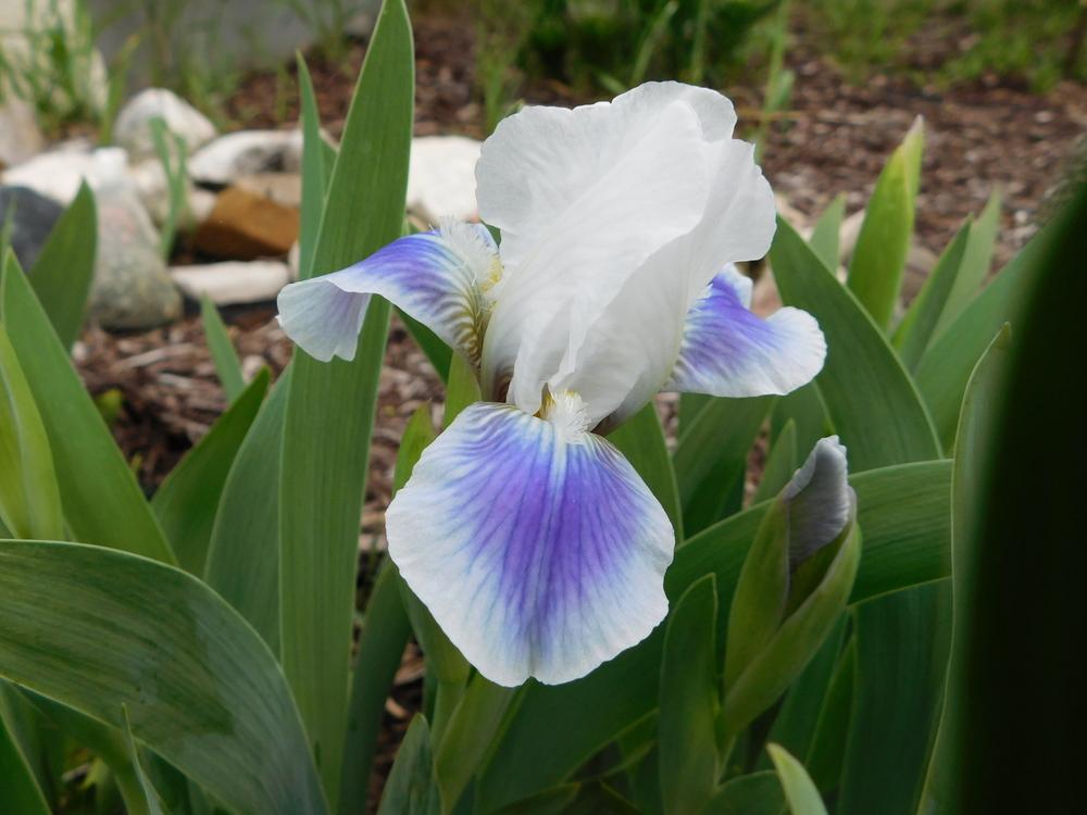 Photo of Standard Dwarf Bearded Iris (Iris 'Boo') uploaded by bramedog