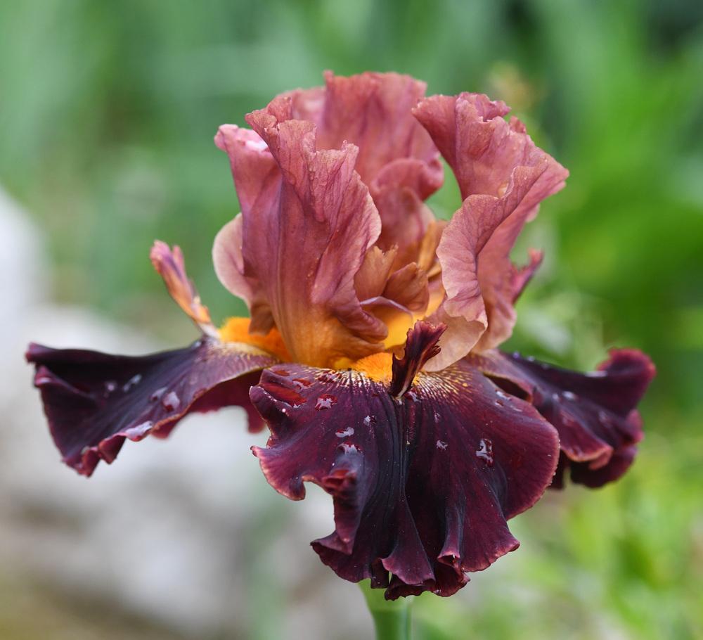 Photo of Tall Bearded Iris (Iris 'Beefy') uploaded by cliftoncat