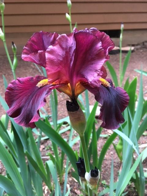 Photo of Tall Bearded Iris (Iris 'Raptor Red') uploaded by lharvey16