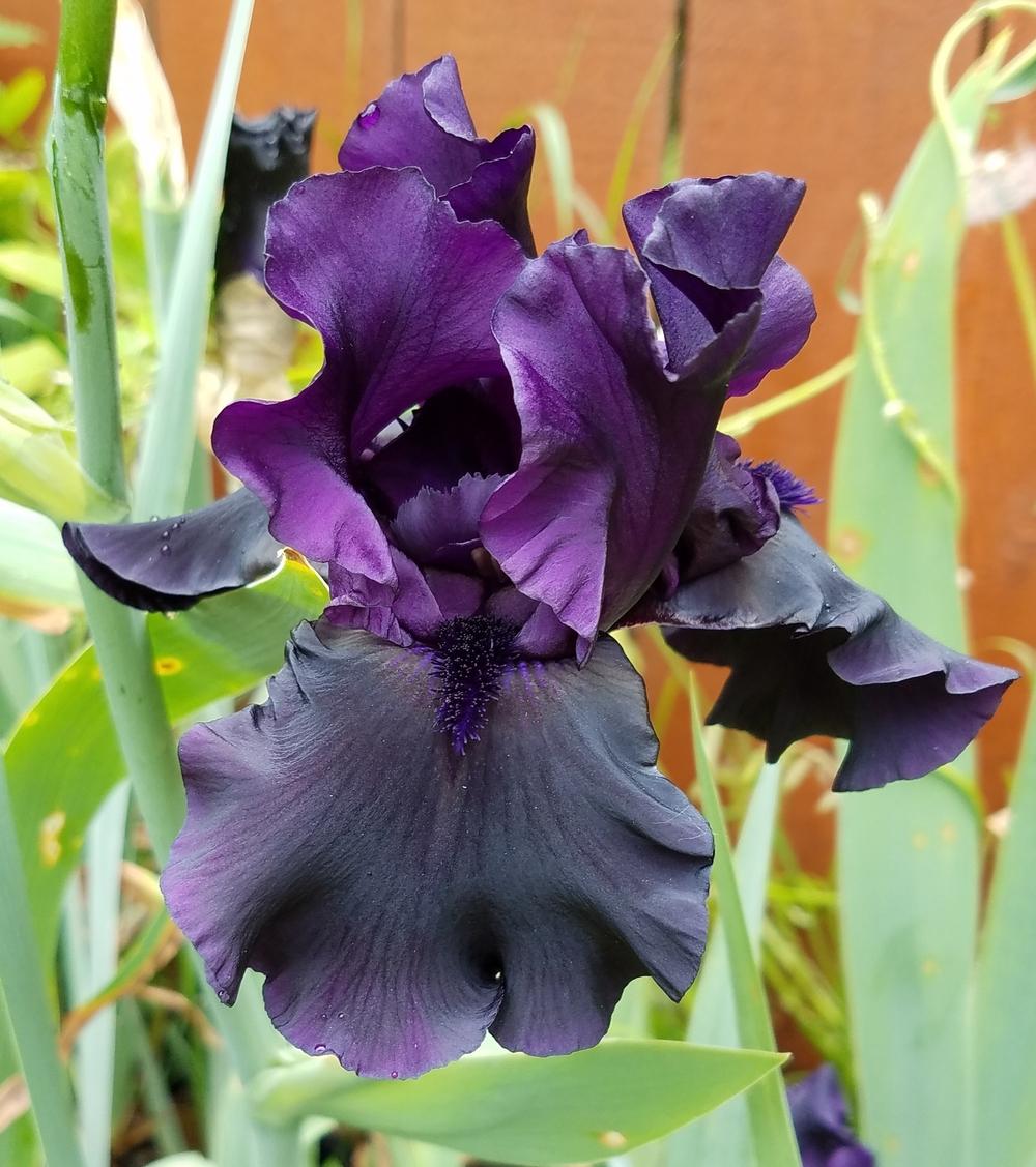 Photo of Tall Bearded Iris (Iris 'Hello Darkness') uploaded by mesospunky