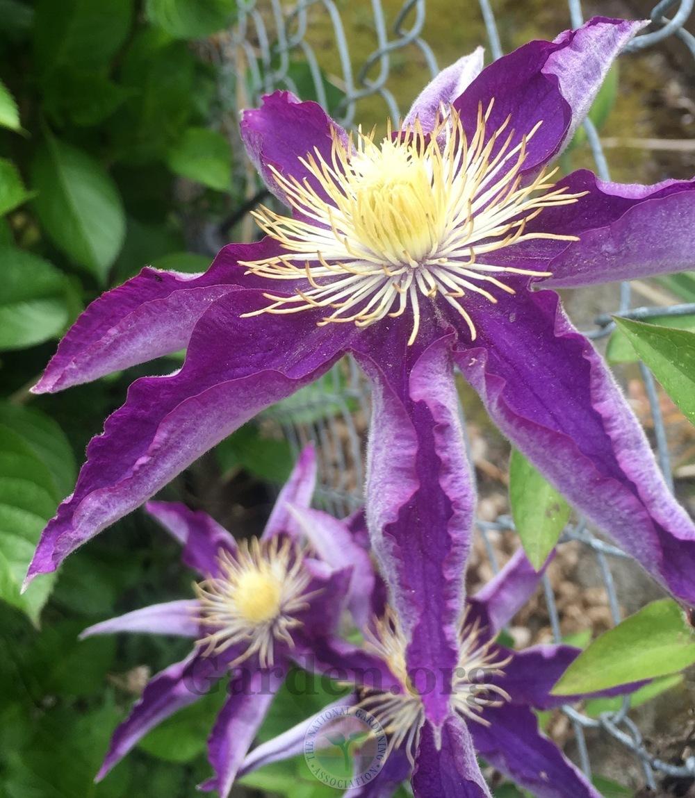 Photo of Clematis 'Haku Ookan' uploaded by springcolor