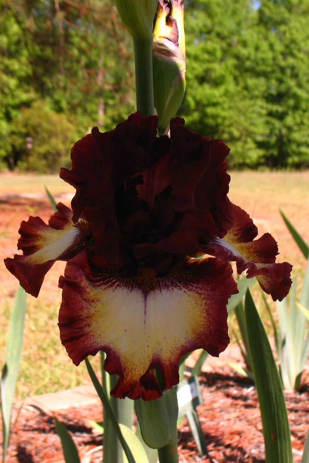 Photo of Tall Bearded Iris (Iris 'Class Ring') uploaded by Lalambchop1