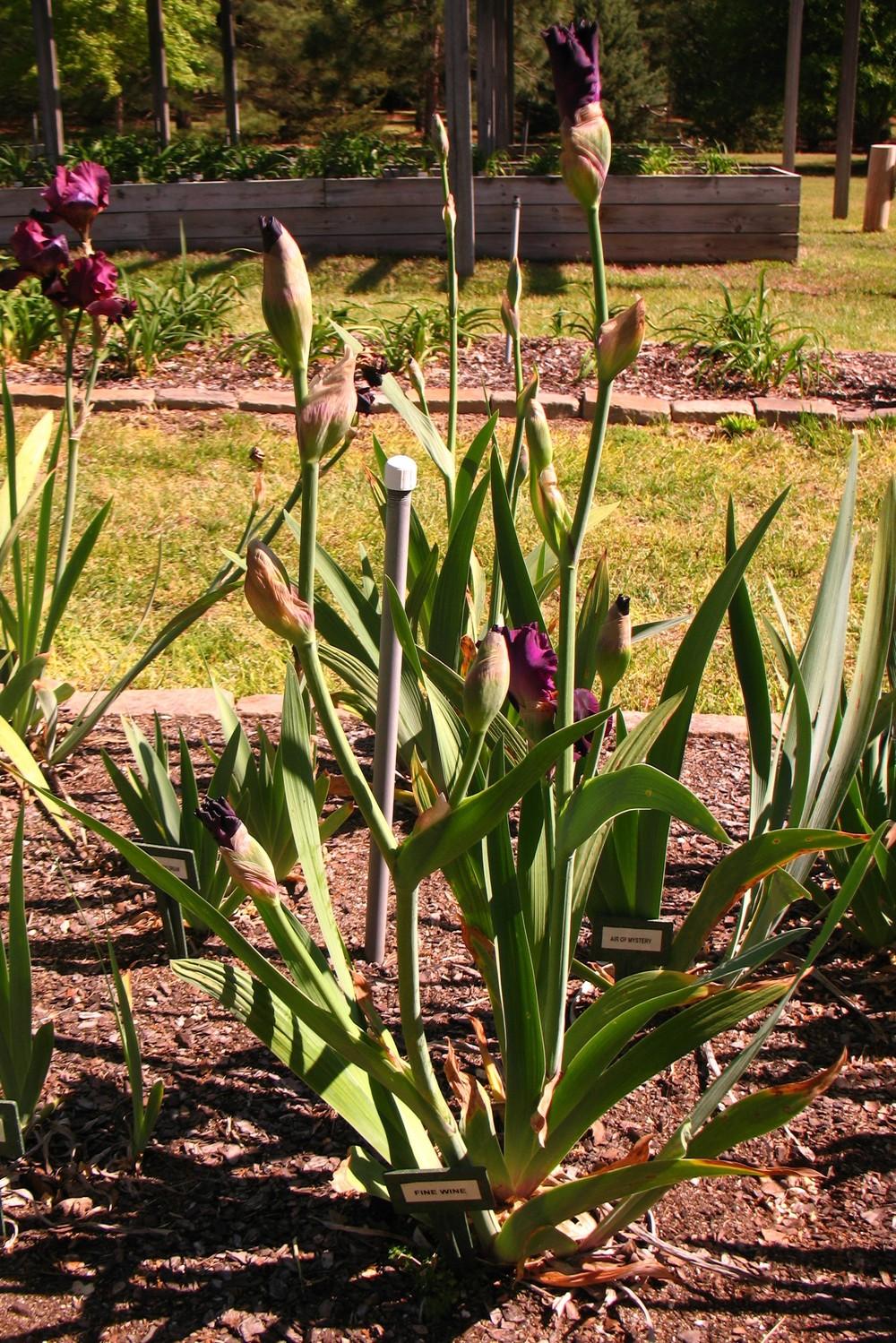Photo of Tall Bearded Iris (Iris 'Fine Wine') uploaded by Lalambchop1