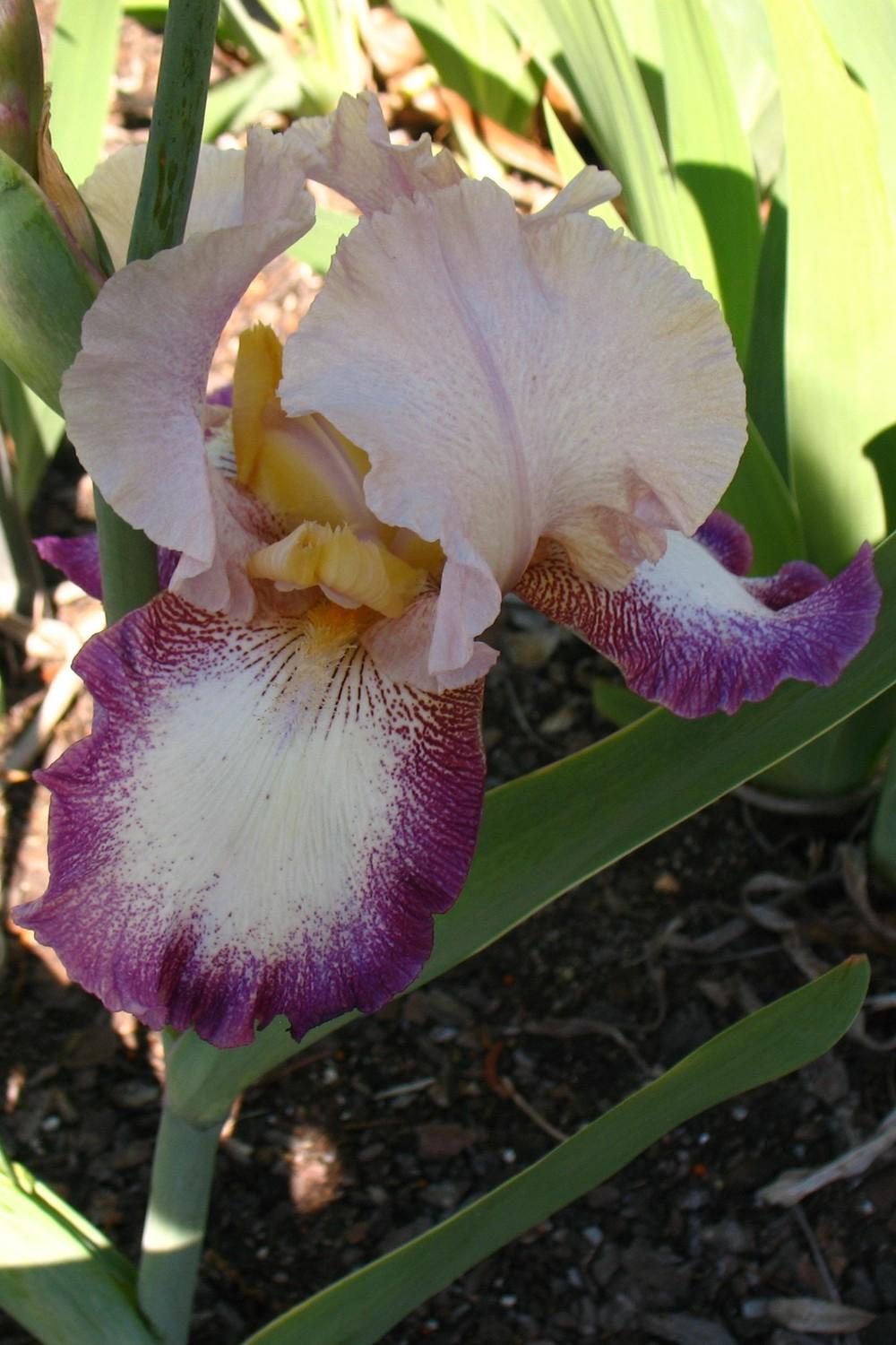Photo of Tall Bearded Iris (Iris 'Change of Pace') uploaded by Lalambchop1