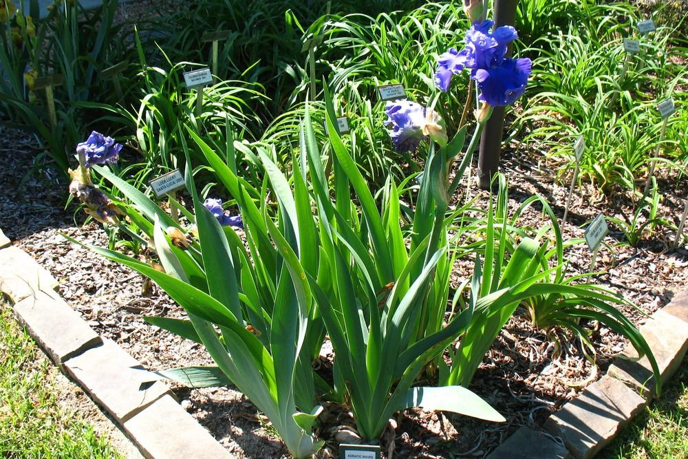 Photo of Tall Bearded Iris (Iris 'Adriatic Waves') uploaded by Lalambchop1