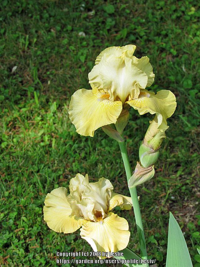Photo of Tall Bearded Iris (Iris 'Lenora Suzzette') uploaded by Lestv
