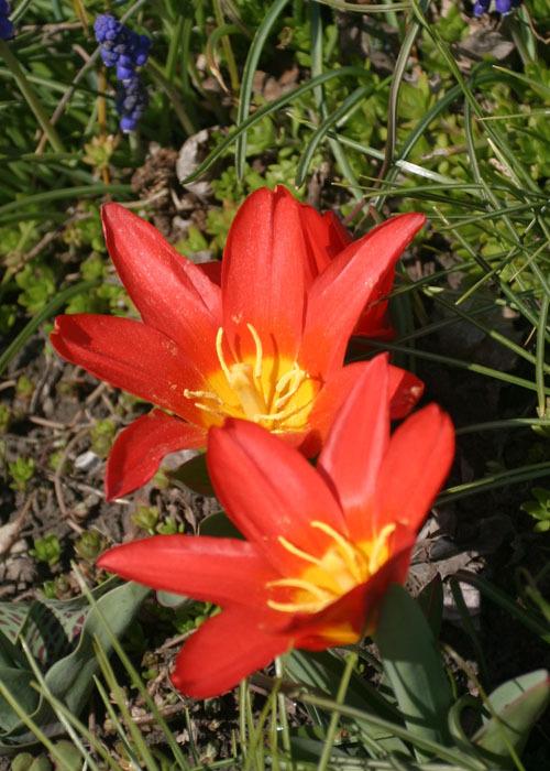 Photo of Waterlily Tulip (Tulipa kaufmanniana 'Scarlet Baby') uploaded by Lyshack