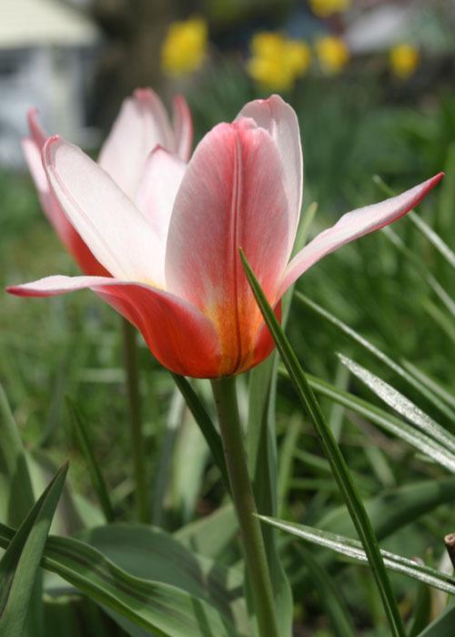 Photo of Waterlily Tulip (Tulipa kaufmanniana 'Hearts Delight') uploaded by Lyshack