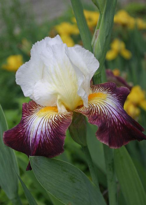 Photo of Tall Bearded Iris (Iris 'Color Strokes') uploaded by Lyshack