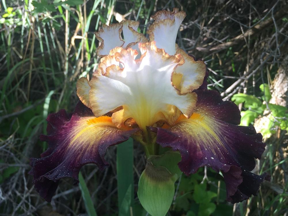 Photo of Tall Bearded Iris (Iris 'Superhero') uploaded by SpringGreenThumb