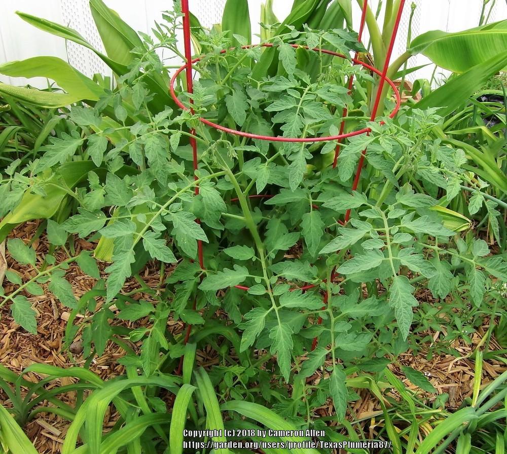 Photo of Tomato (Solanum lycopersicum 'Cherokee Purple') uploaded by TexasPlumeria87
