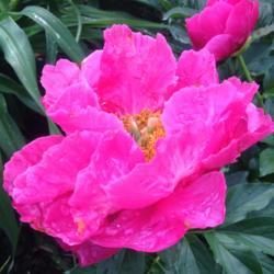 Location: My garden, Pequea, Pennsylvania USA
Date: 2018-05-20
Wonderful color!