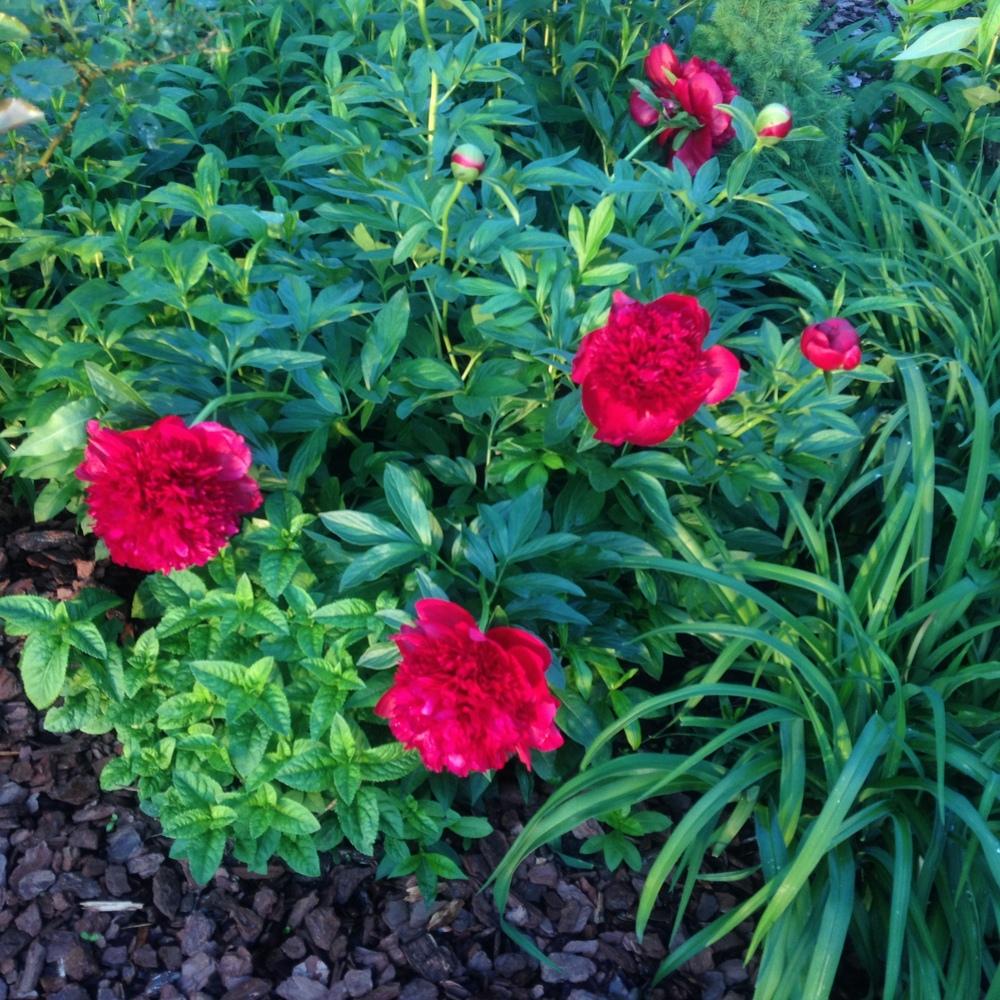 Photo of Peony (Paeonia 'Red Charm') uploaded by csandt