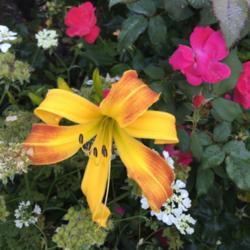 Location: My garden near knockout rose - rangoon creeper bed
Date: 2018-05-16